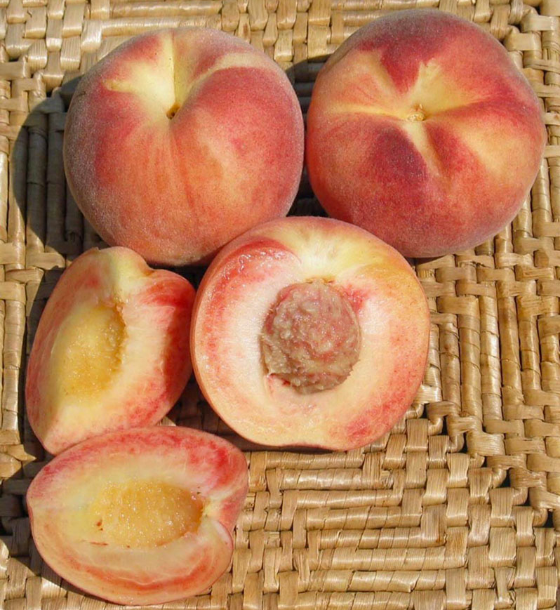 2026 Fruit Tree List